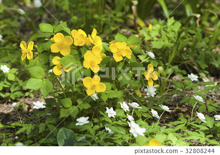 山吹壽 山吹壽 32808244