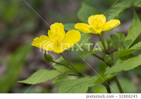 山吹壽 山吹壽 32808245