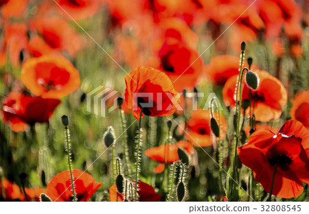 罌粟,水花園,Joan-myeon,Namyangju-si,京畿道,韓國 罌粟,水花園,Joan-myeon,Namyangju-si,京畿道,韓國 32808545