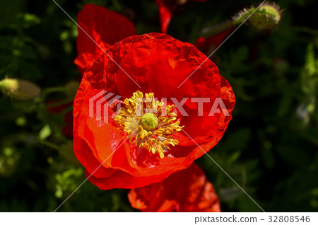 罌粟，水花園，Joan-myeon，Namyangju-si，京畿道，韓國 32808546