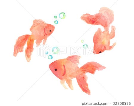 Goldfish, goldfish scooping, summer, summer - Stock Illustration  [91786236] - PIXTA