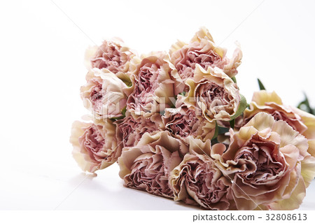 Carnation Carnation 32808613
