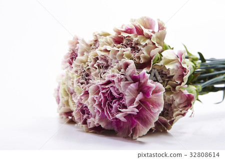 Carnation Carnation 32808614