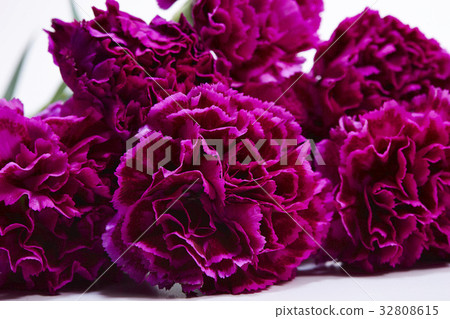 Carnation Carnation 32808615