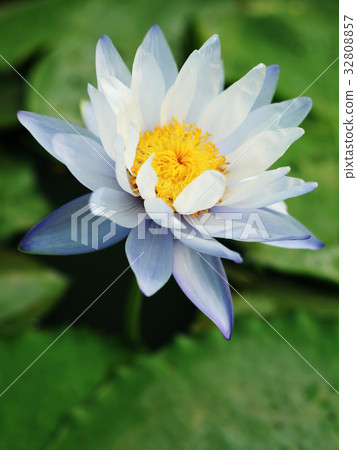 Water Lily 32808857