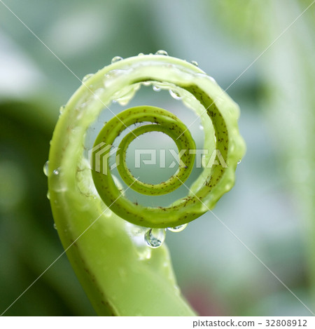 Unfurling Fern Tip Unfurling Fern Tip 32808912