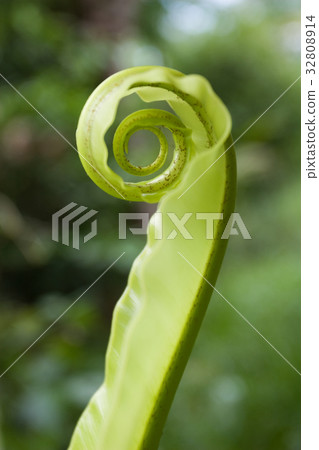 Unfurling Fern Tip Unfurling Fern Tip 32808914