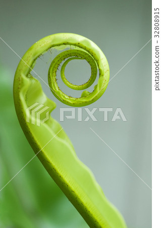 Unfurling Fern Tip Unfurling Fern Tip 32808915