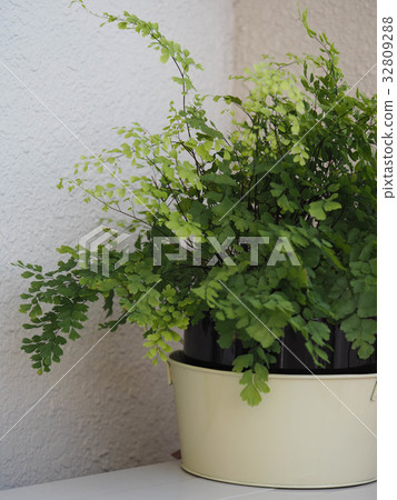 室內植物亞洲湯姆 室內植物亞洲湯姆 32809288