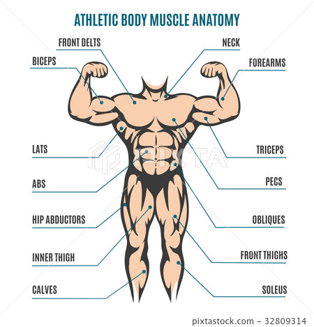 Torso Muscle Anatomy Male / Muscles Of The Neck And Torso Classic Human