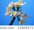 藍天和雞蛋花 32809373