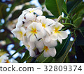 雞蛋花 32809374
