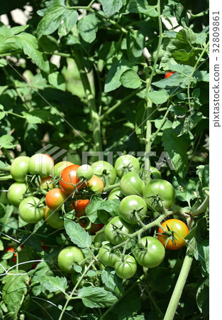 Mini Tomato Mini Tomato 32809861