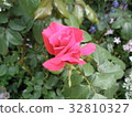 Rose (Michael) 32810327