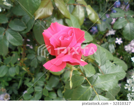 Rose (Michael) Rose (Michael) 32810327