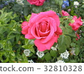 Rose (Michael) 32810328