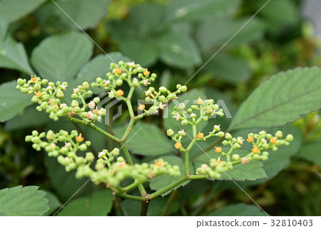 Yellow flower flower 32810403