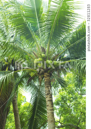 Palm tree Palm tree 32811283