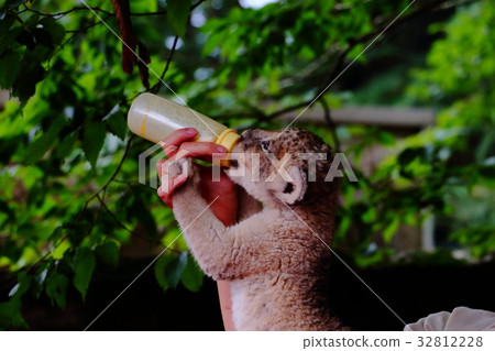 富士野生動物園獅子寶寶 32812228