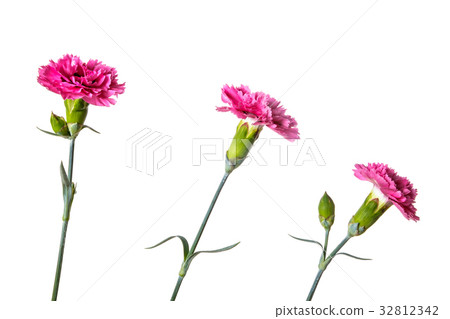 Bouquet of garden flowers Bouquet of garden flowers 32812342