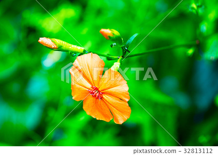 人參(Fusidium ginseng) 人參(Fusidium ginseng) 32813112