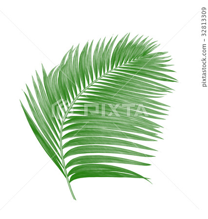 green leaf of palm tree isolated on white  32813309