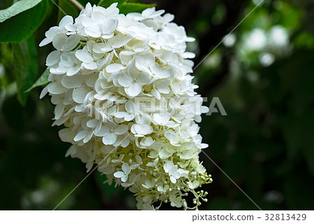 Minazuki花 Minazuki花 32813429