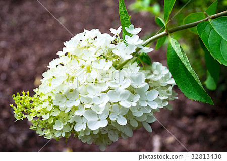 Minazuki花 Minazuki花 32813430