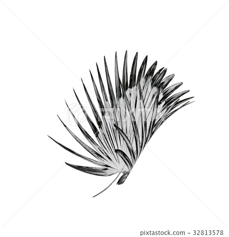 Green leaf of palm tree on white background Green leaf of palm tree on white background 32813578