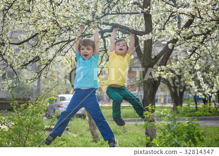 Two boys kids hanging from a blossom spring tree 32814347