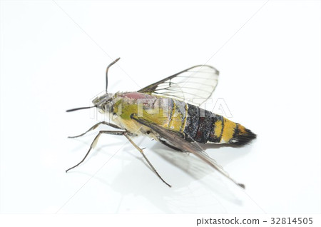 White-backed oak white background 32814505