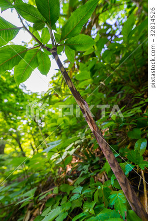 Vermicillula grass 32814526