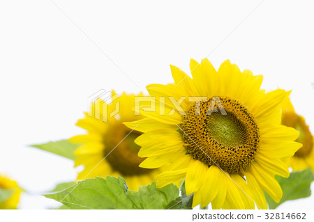 sunflower sunflower 32814662