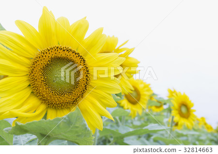 sunflower sunflower 32814663