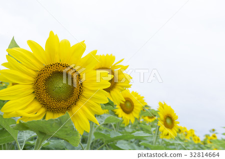 sunflower sunflower 32814664