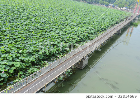Lotus,Deokjin Park,Jeonju,Jeonbuk,Korea Lotus,Deokjin Park,Jeonju,Jeonbuk,Korea 32814669