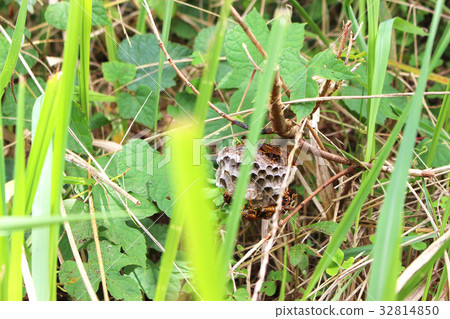 Segoro wasp and nest Segoro wasp and nest 32814850