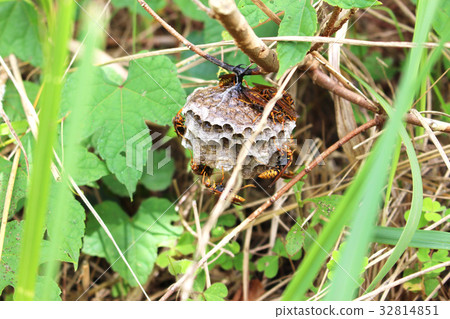 Segoro wasp and nest 32814851
