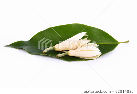 White Champaka on white background 32814883