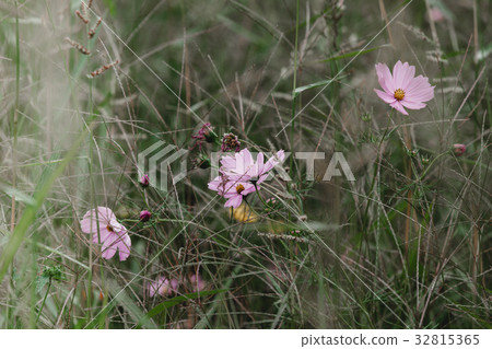 Wildflowers on a meadow Wildflowers on a meadow 32815365