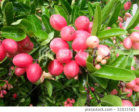 Carunda or Karonda (Bengal-Currants) pink fruit Carunda or Karonda (Bengal-Currants) pink fruit 32815565