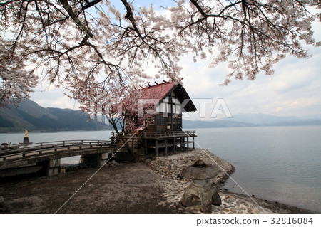 田澤湖，Hansumiya和櫻花 32816084