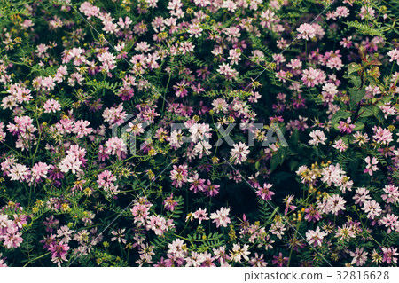 Spring wild flower background. Spring wild flower background. 32816628