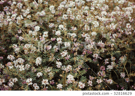 Spring wild flower background. Spring wild flower background. 32816629
