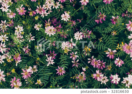Spring wild flower background. 32816630
