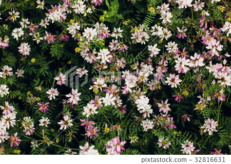 Spring wild flower background. Spring wild flower background. 32816631