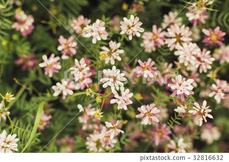 Spring wild flower background. Spring wild flower background. 32816632