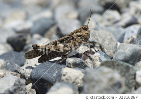 汽車蚱蜢 32816867