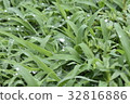 Rain dew and grass 32816886