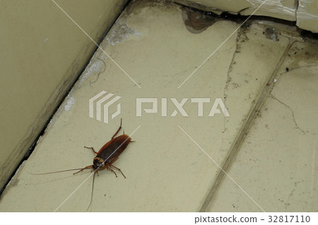 Cockroach pest at dirty wet corner in house office 32817110